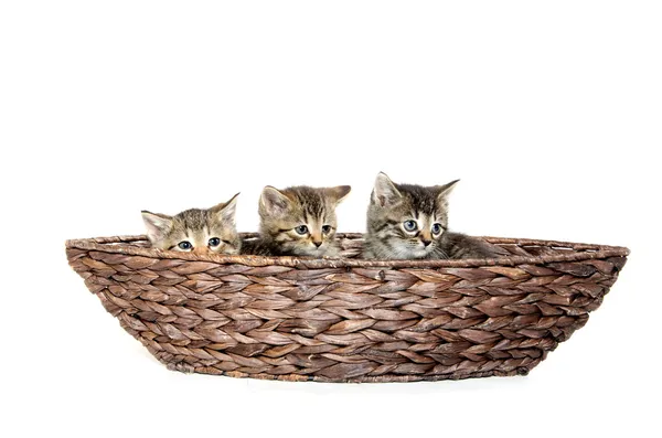 바구니에 세 고양이 — 스톡 사진