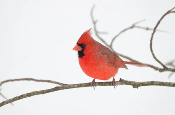 Kardinál červený seděla na větvi — Stock fotografie