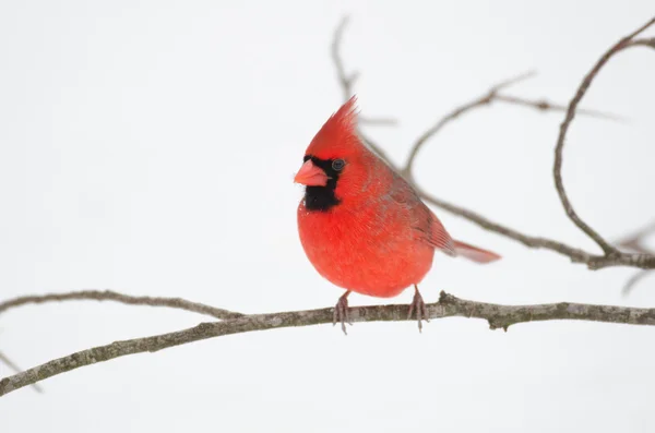 Kardinál červený seděla na větvi — Stock fotografie