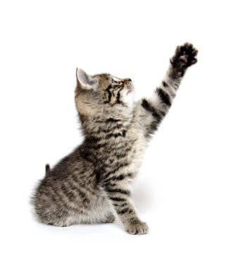 şirin tabby yavru kedi
