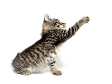 şirin tabby yavru kedi