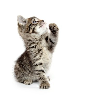 şirin tabby yavru kedi