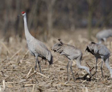 açık alanda Sandhill Vinçler