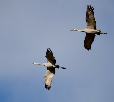 Uçuş Sandhill Vinçler