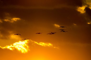 Sunset 'te Sandhill Turnaları