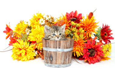 çiçeklerle ahşap varil içinde oturan sevimli tabby yavru kedi