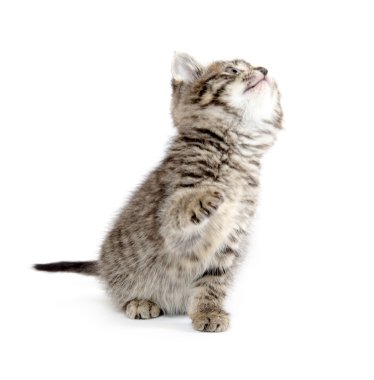 şirin tabby yavru kedi