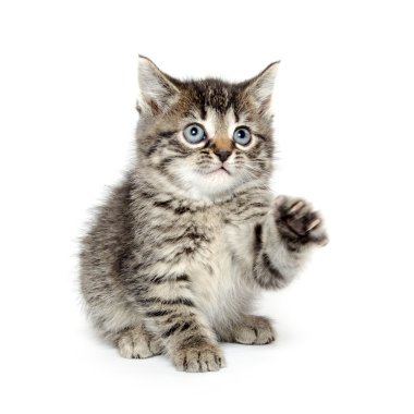 şirin tabby yavru kedi