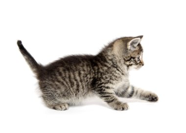 şirin tabby yavru kedi