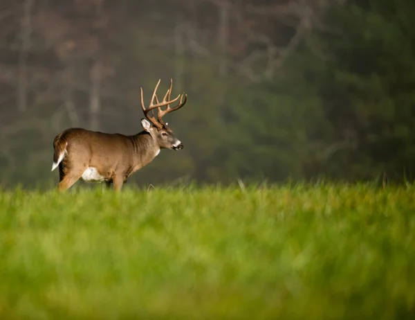 Grande cervo dalla coda bianca buck — Foto Stock