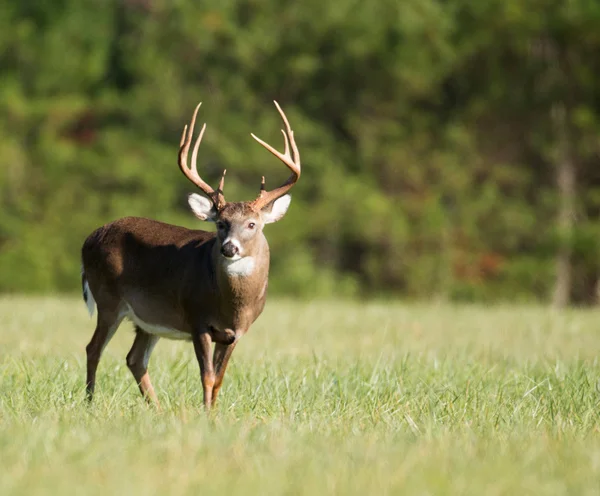 Duże Jeleń buck — Zdjęcie stockowe