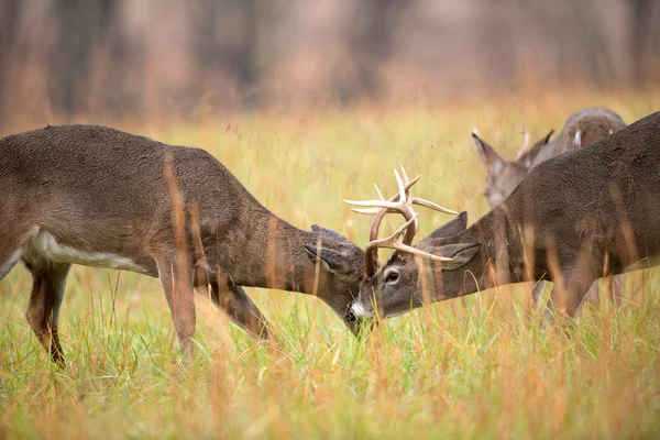 White-tailed deer bucks sparring — Stock Photo, Image