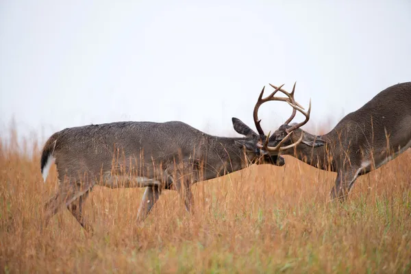 Cerf de Virginie bucks sparring — Photo