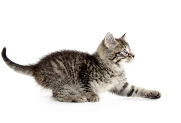 Carino gattino tabby — Foto Stock