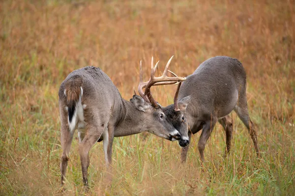 White-tailed deer bucks sparring — Stock Photo, Image