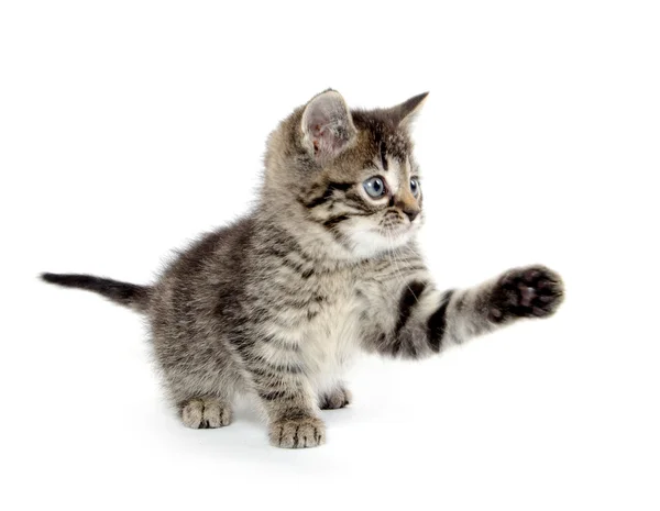 Carino gattino tabby — Foto Stock