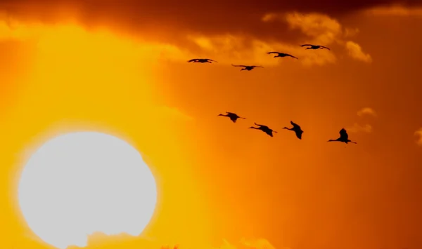 Sandhill-Kraniche bei Sonnenuntergang — Stockfoto