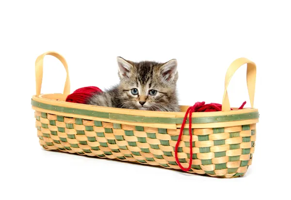 Lindo tabby gatito en cesta —  Fotos de Stock