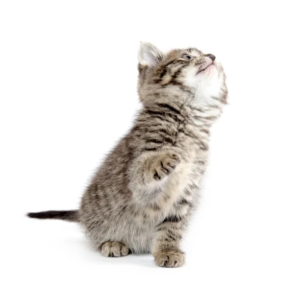 Cute tabby kitten — Stock Photo, Image