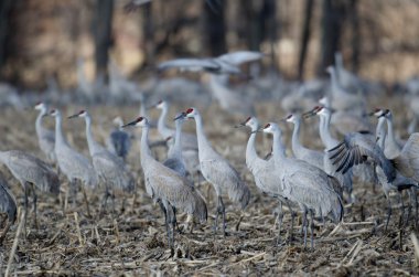 açık alanda Sandhill Vinçler