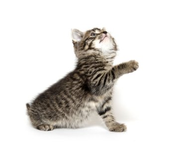 şirin tabby yavru kedi