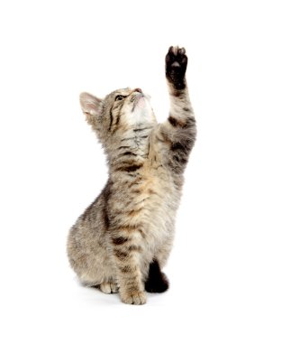 şirin tabby yavru kedi