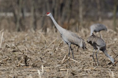 açık alanda Sandhill Vinçler
