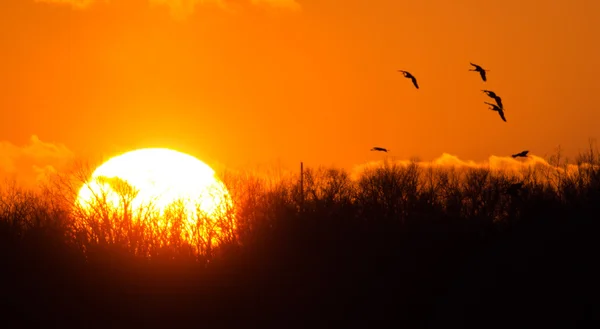 Grues Sandhill au coucher du soleil — Photo