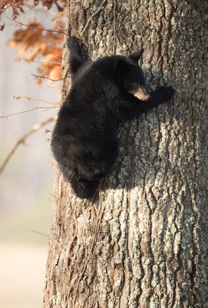 Americano cucciolo di orso nero — Foto Stock