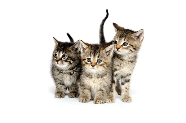 Tres gatitos tabby —  Fotos de Stock