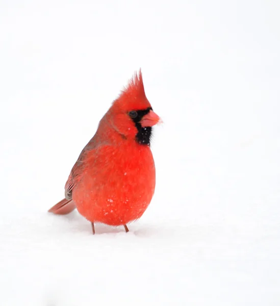 在雪中的红衣主教 — 图库照片