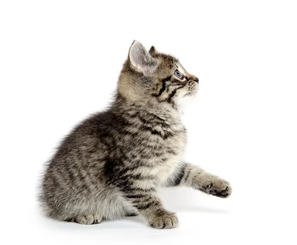 可爱的虎斑猫咪 — 图库照片