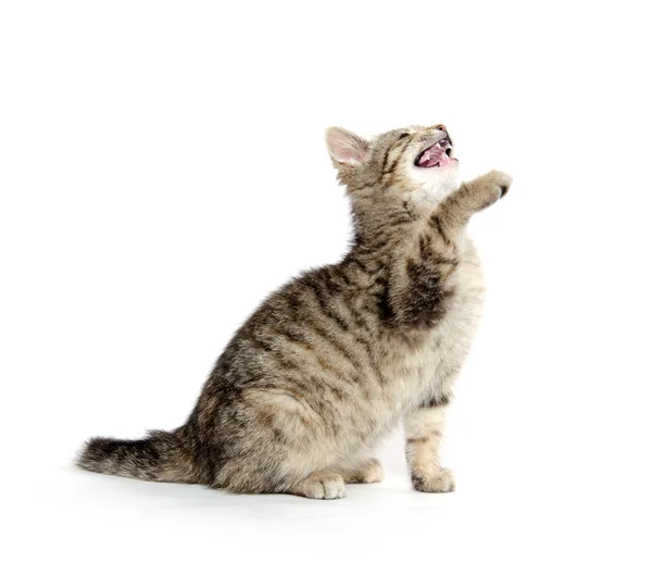Cute tabby kitten — Stock Photo, Image