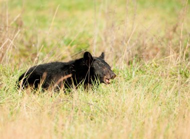 büyük siyah ayı besleme