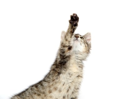 şirin tabby yavru kedi