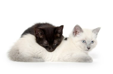 iki sevimli yavru kedi