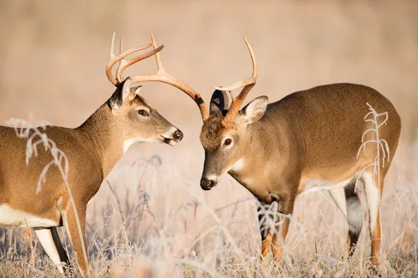 White-tailed deer bucks sparring — Stock Photo, Image