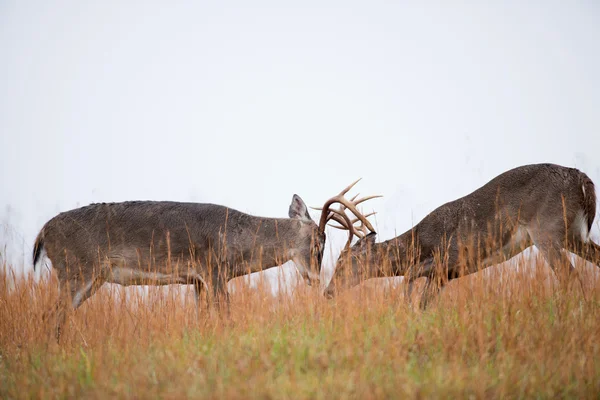 White-tailed deer bucks sparring — Stock Photo, Image