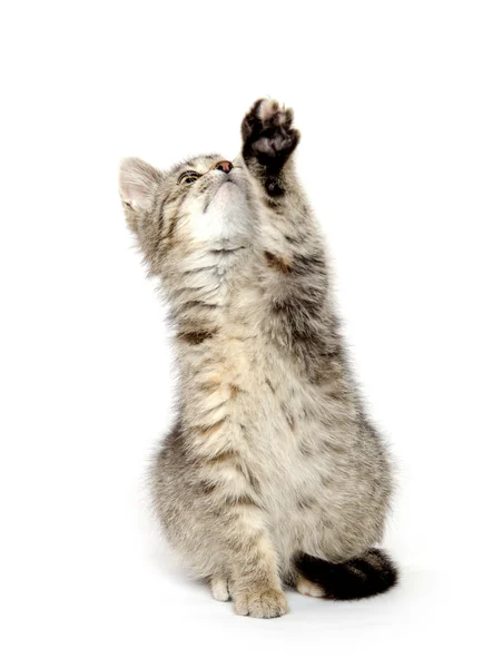 Cute tabby kitten — Stock Photo, Image