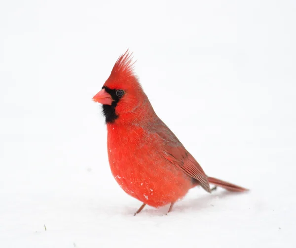 Northern cardinal in the snow — Stock Photo, Image
