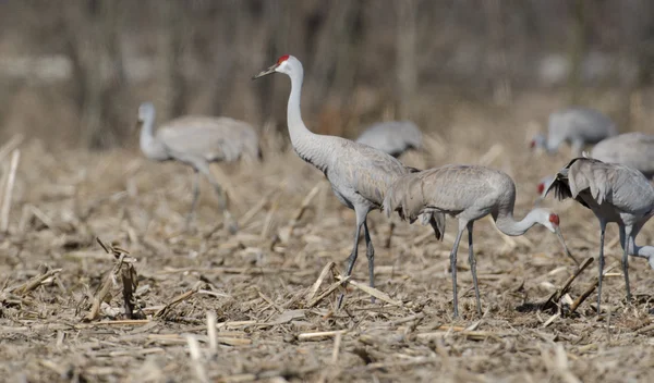 Sandhügelkräne auf offenem Feld — Stockfoto