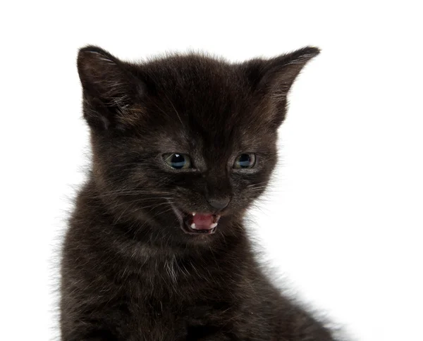 Černé kotě pláč — Stock fotografie