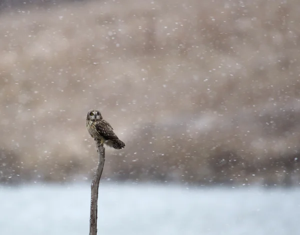 Short-eared owl — Stock Photo, Image