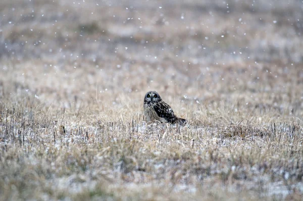 Short-eared owl — Stock Photo, Image