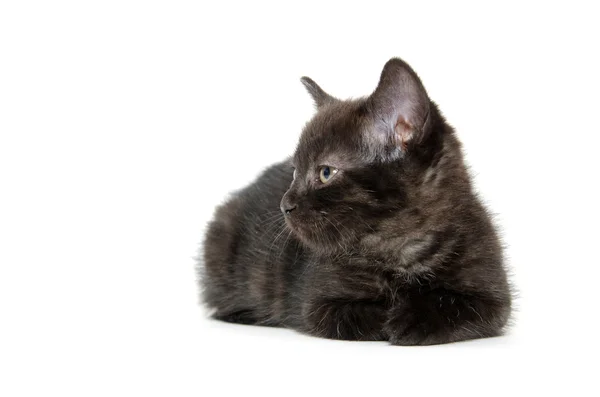 Söt svart kattunge — Stockfoto