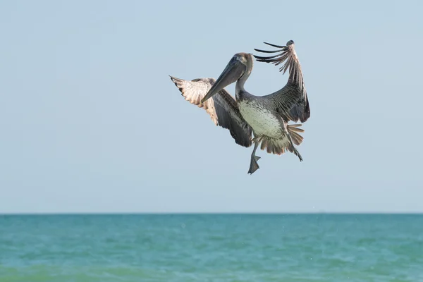 Brown pelican in flight — Stock Photo, Image