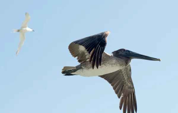 Brown pelican in flight — Stock Photo, Image