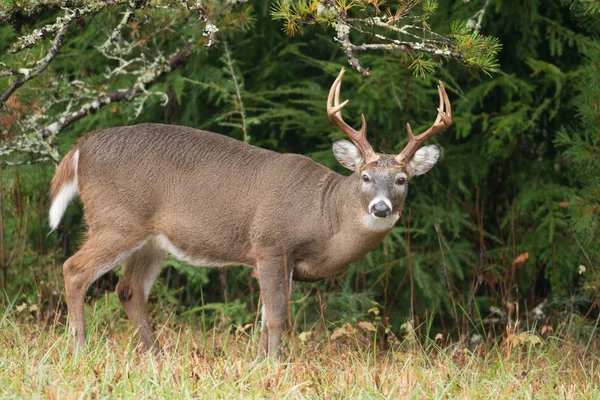 Beyaz kuyruklu Geyik Buck — Stok fotoğraf