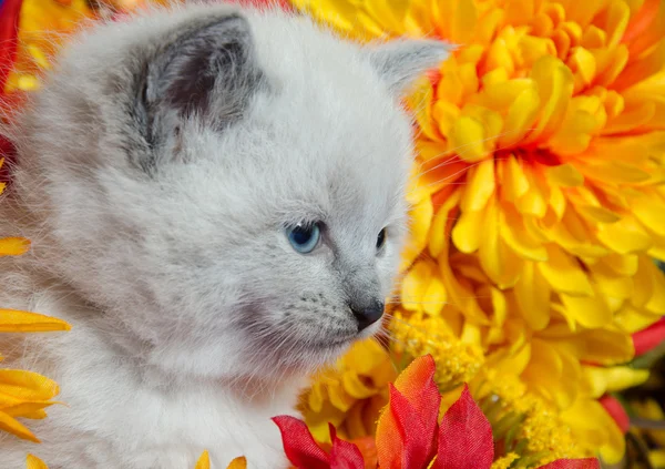 Söt kattunge och blommor — Stockfoto