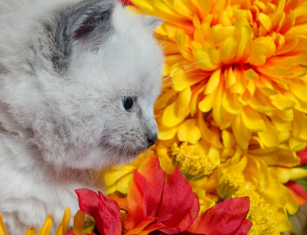 Şirin kedi ve çiçekler. — Stok fotoğraf
